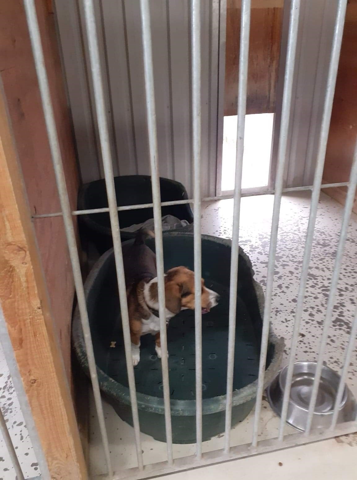 Hund på hyggelig hundepension i Hedehusene