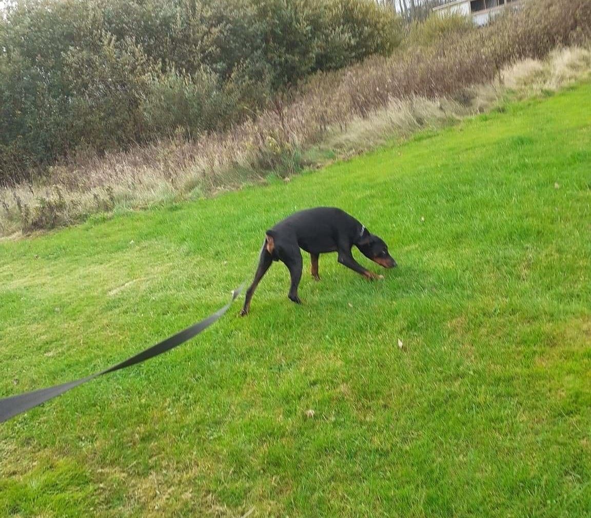Hundepasning på hundehotel i Hedehusene