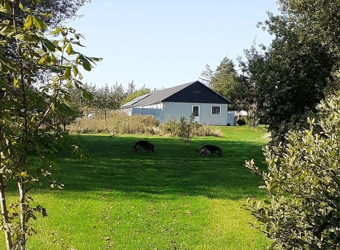 Hundepension for hunde i alle aldre i Hedehusene