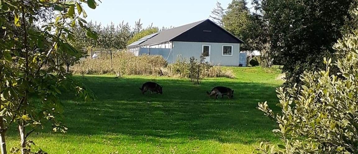 Hundepension for hunde i alle aldre i Hedehusene
