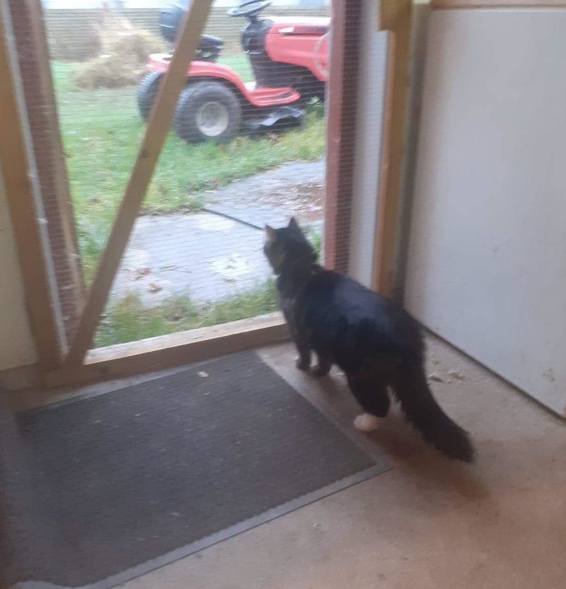 Kattepension for katte i alle aldre i Hedehusene