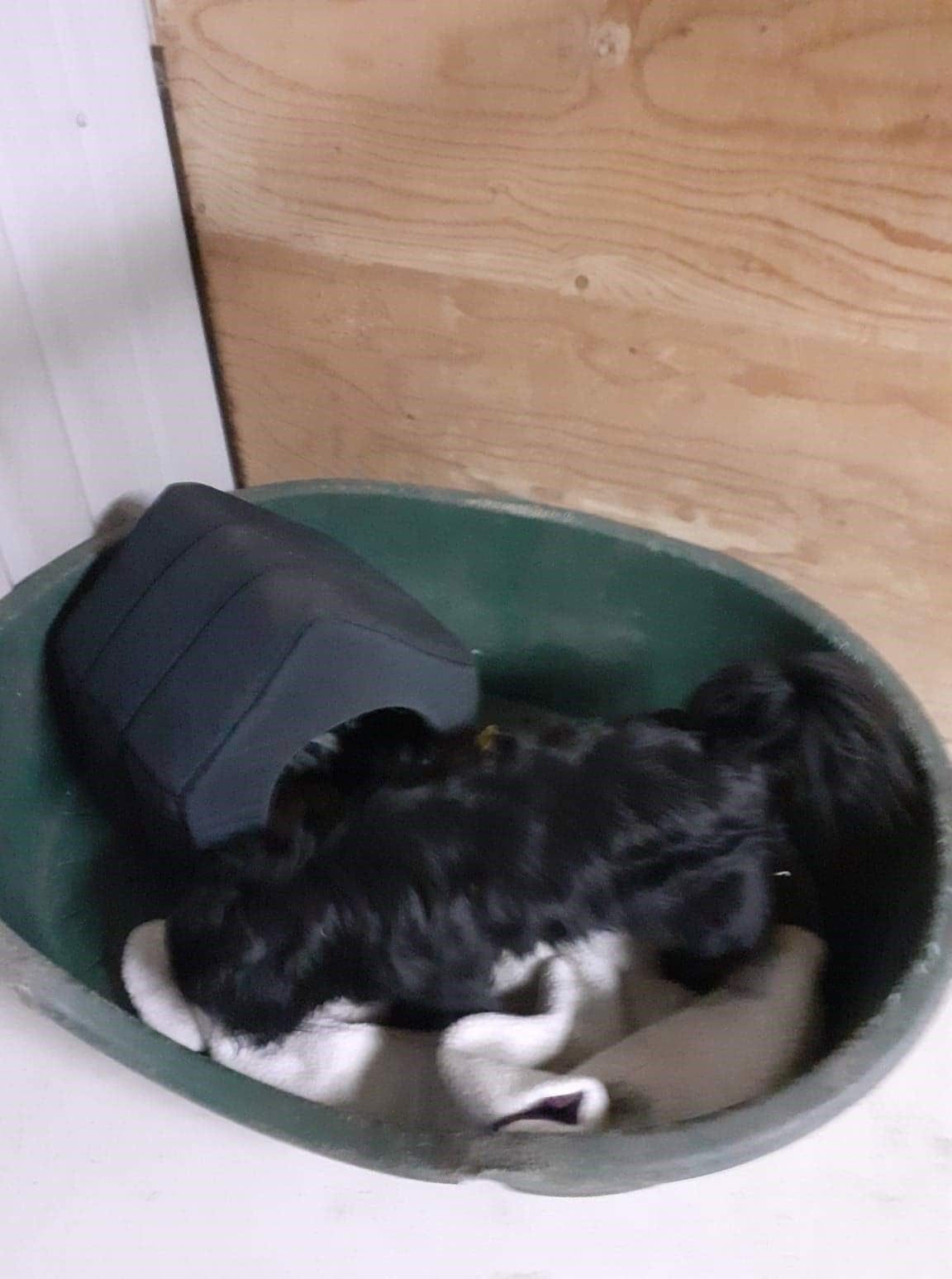 Sort hund på hundepension i Hedehusene